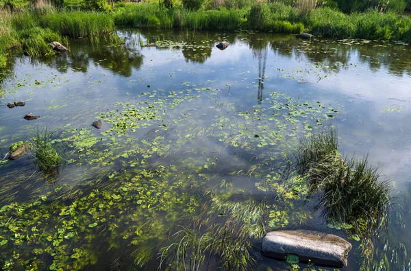 Kleine Pittoreske Ruige Vijver Aan Rivier Zonnig Zomerdag Aan Rivier — Stockfoto