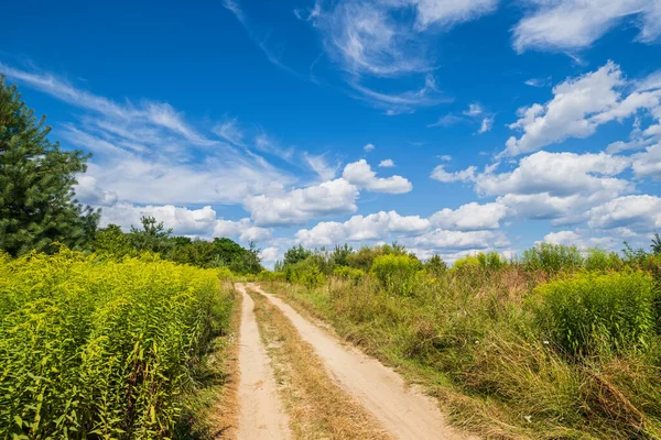 Estrada Suja Através Gramíneas Selvagens Florescentes Coppices Periferia Aldeia Ensolarado — Fotografia de Stock