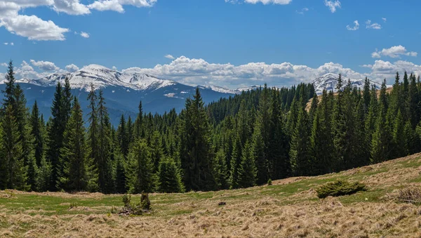 Altopiano Dei Carpazi Panorama Primaverile Con Bosco Abeti Sul Pendio — Foto Stock