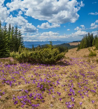 Bahar ayında çiçek açan mor Crocus heuffelianus (Crocus vernus) Alp çiçekleri Karpat dağ yaylası, Ukrayna.