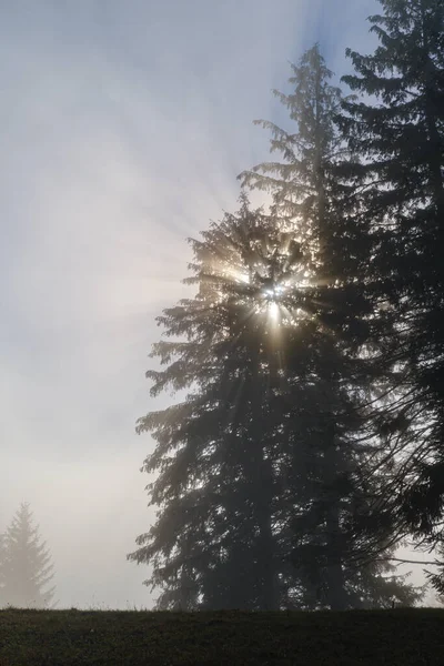 Die Morgensonne Scheint Durch Die Zweige Der Tannen Nebelige Herbstsonnenaufgangsszene — Stockfoto