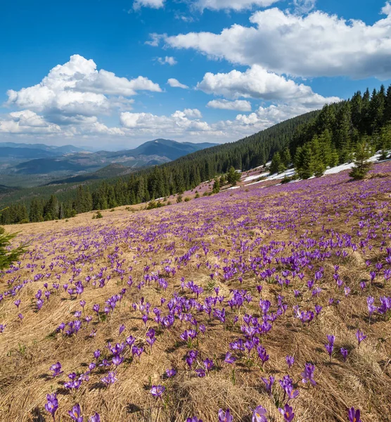 紫色の紫色の花を咲かせるクロッカス ヘッフェリアヌス クロッカス ヴェルヌス 高山の花を咲かせるウクライナ カルパティア山脈高原 — ストック写真