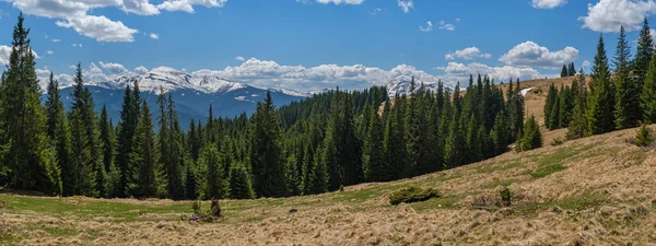 Carpathian Mountain Plateau Spring Panorama Fir Forest Slope Ukraine — Stock Photo, Image