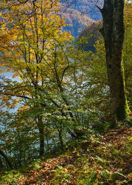 Лесной Луг Берегу Живописного Озера Вильшанское Водохранилище Реке Теребля Закарпатье — стоковое фото