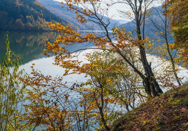 Bosque Prado Orilla Del Lago Pintoresco Depósito Agua Vilshany Río —  Fotos de Stock