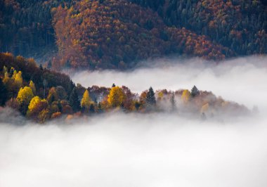 Sonbahar kırsalında sabah sisli bulutlar. Ukrayna, Karpat Dağları, Transcarpathia. Huzurlu manzaralı seyahat, mevsimsel, doğa ve kırsal güzellik konsepti.