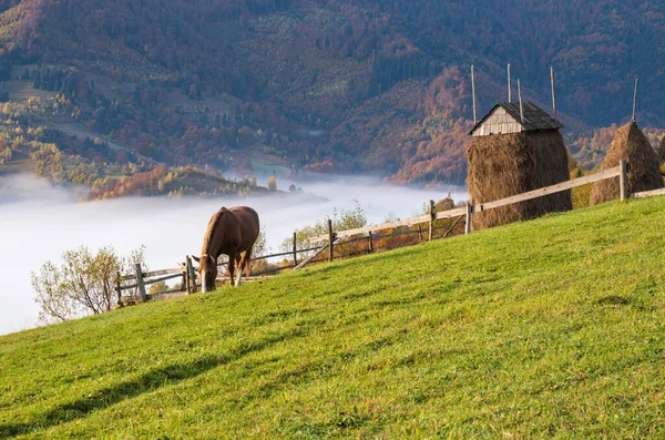 Morgondimmiga Moln Höstens Fjällbygd Ukraina Karpaterna Transcarpathia Fridfull Pittoresk Resa — Stockfoto