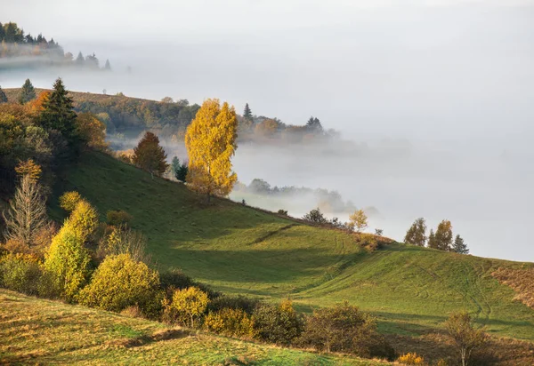 Sonbahar Kırsalında Sabah Sisli Bulutlar Ukrayna Karpat Dağları Transcarpathia Huzurlu — Stok fotoğraf