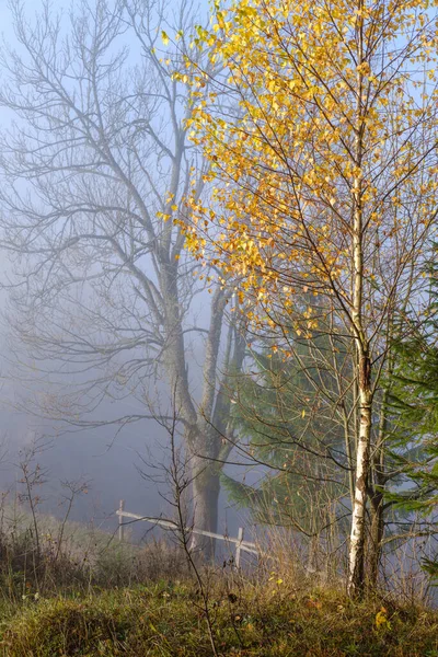 秋の山の田舎で朝霧の雲 ウクライナ カルパティア山脈 トランスカルパティア 穏やかな絵の旅 自然と田舎の美しさのコンセプトシーン — ストック写真