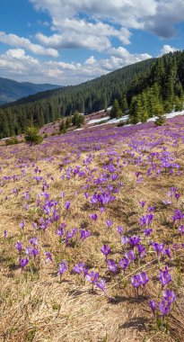 Bahar ayında çiçek açan mor Crocus heuffelianus (Crocus vernus) Alp çiçekleri Karpat dağ yaylası, Ukrayna.