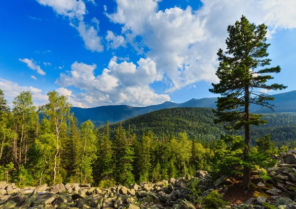 大きな松の木とカルパティア山の夏の風景 積雲と空 モミの森とスライド岩 イフロヴェツ ウクライナ — ストック写真