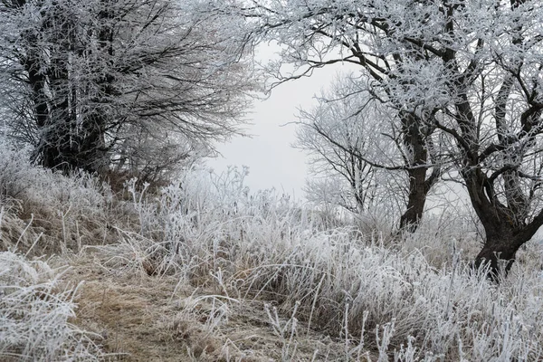 Winter Komt Eraan Pittoreske Mistige Humeurige Pre Zonsopgang Scène Late — Stockfoto