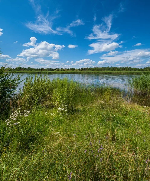 Small Picturesque Rushy Lake Sunny Summer Day — Stock Photo, Image