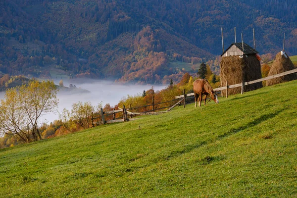 Morgondimmiga Moln Höstens Fjällbygd Ukraina Karpaterna Transcarpathia Fridfull Pittoresk Resa — Stockfoto