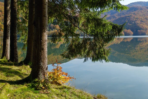 Skogsäng Stranden Pittoreska Sjön Vilshany Vattenreservoar Vid Floden Tereblya Transcarpathia — Stockfoto