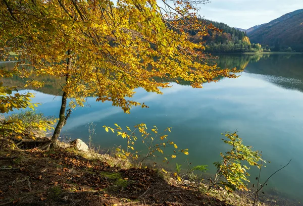 絵の湖の海岸に森の牧草地 テレブリヤ川のヴィルシャニー貯水池 トランスカルパティア ウクライナ カルパチア山脈の美しい秋の日 — ストック写真