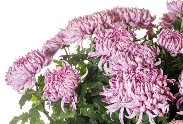 Magenta chrysanthemums — Stock Photo, Image