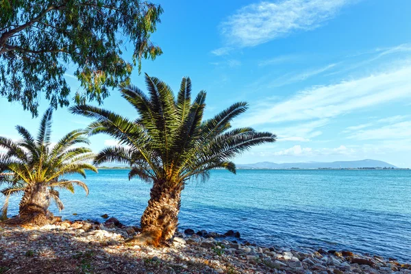 Palm tree on summer beach (Greece) — Stock Photo, Image