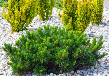 flowerbed üzerinde çeşitli çalı