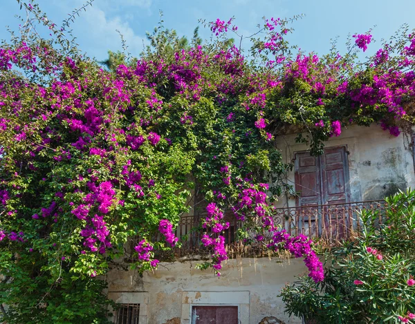 Floração árvore no telhado — Fotografia de Stock