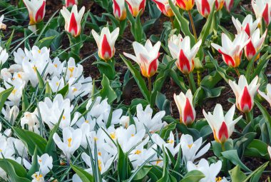 Spring white crocuses and white-red tulips (macro) clipart