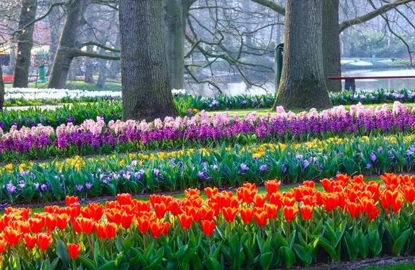 Parque florescente de primavera . — Fotografia de Stock