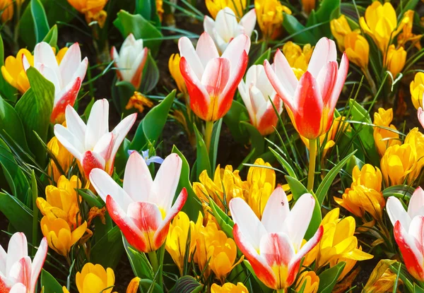 Cruces amarillos de primavera y tulipanes blanco-rojos (macro ) — Foto de Stock