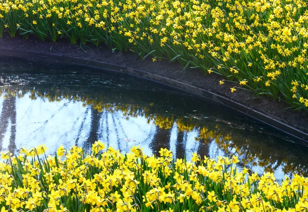 Jonquilles jaunes — Photo