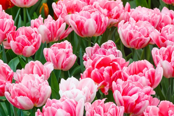 Beautiful pink tulips closeup. — Stock Photo, Image