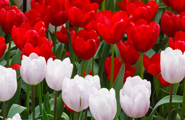 Red and white tulips closeup. — Stock Photo, Image