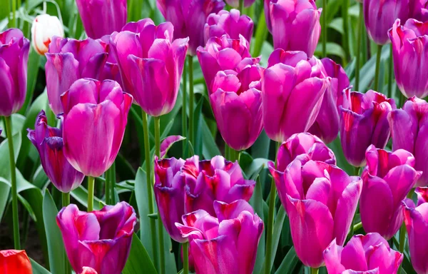 Schöne lila Tulpen Nahaufnahme. — Stockfoto