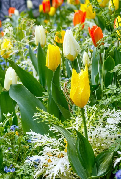 Красивые разноцветные тюльпаны. Природа . — стоковое фото