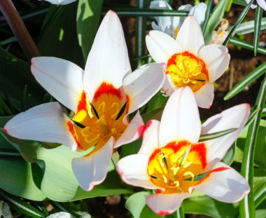 güzel beyaz laleler yakın çekim.