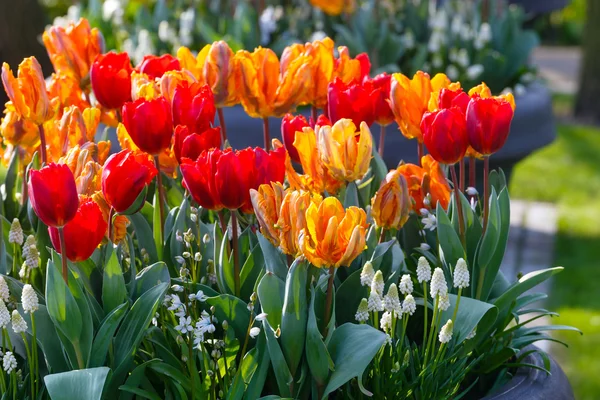 Veelkleurige tulpen op lente flowerbed. — Stockfoto