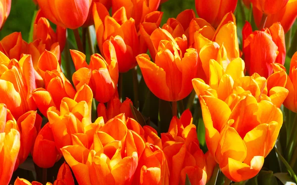 Beautiful red-yellow tulips close-up. — Stock Photo, Image