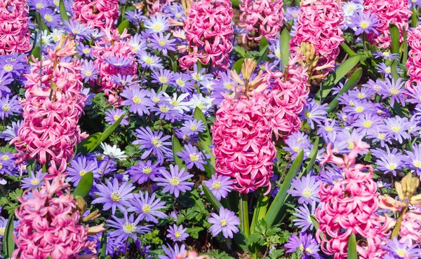 Spring pink hyacinths and blue flowers (closeup) — Stock Photo, Image