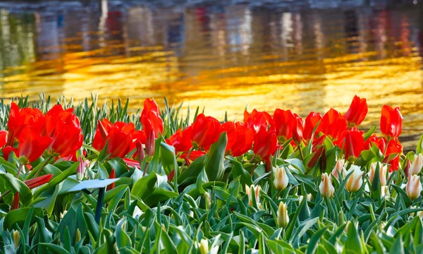Red tulips near pond — 图库照片