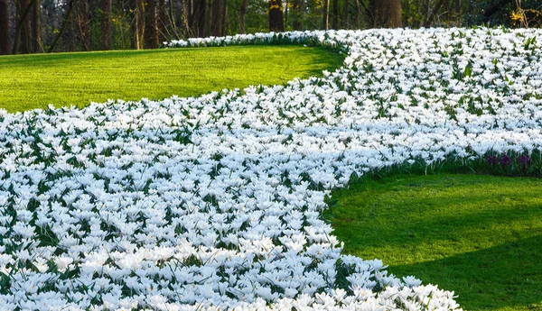 Mosquiteros blancos de primavera — Foto de Stock