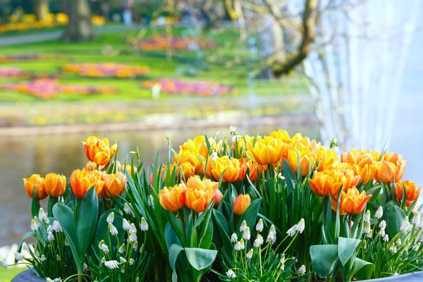 Prachtige rood-gele tulpen close-up. — Stockfoto