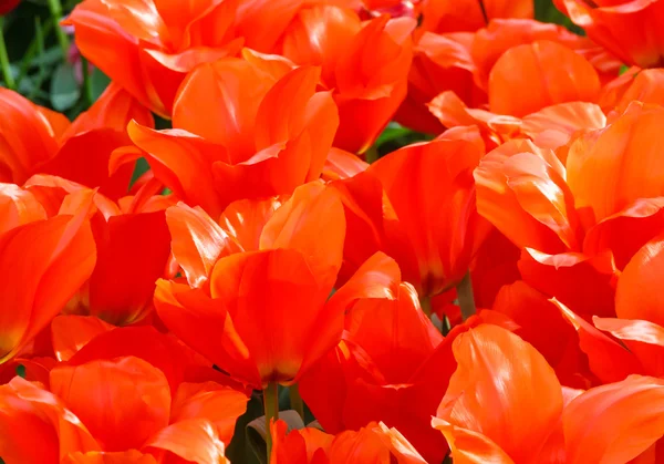 Schöne rote Tulpen (Nahaufnahme) — Stockfoto