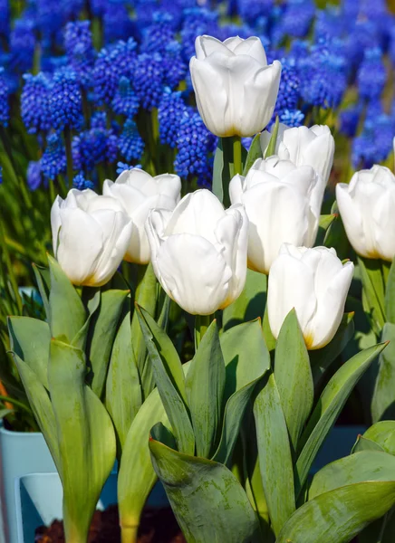 Bellissimi tulipani bianchi e fiori blu dietro . — Foto Stock