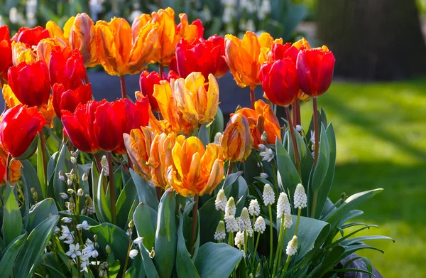 Bunte Tulpen auf Frühlingsblumenbeeten. — Stockfoto