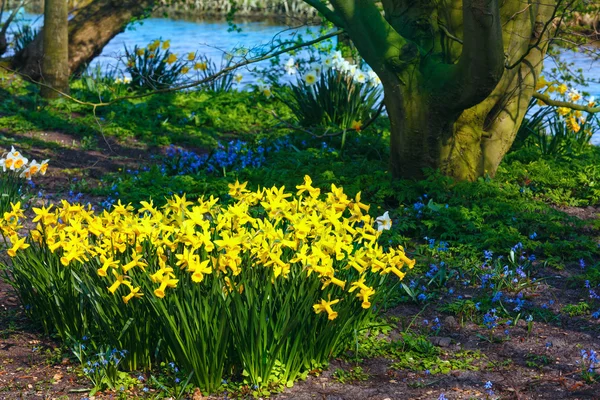 Żółty Narcyz w parku. — Zdjęcie stockowe