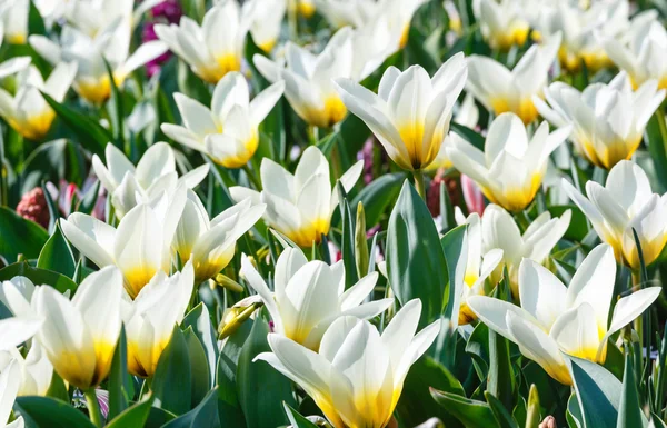 Hermosos tulipanes blancos de cerca . — Foto de Stock