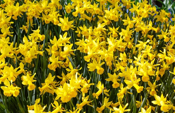 Żółte żonkile (tło wiosna) — Zdjęcie stockowe