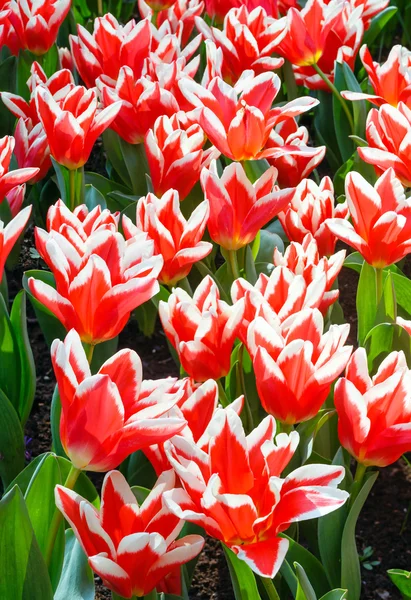 Bellissimi tulipani bianco-rossi (primo piano ) — Foto Stock