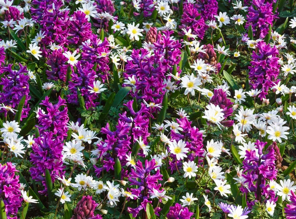 Spring purple hyacinths and white flowers (closeup) — Stock Photo, Image