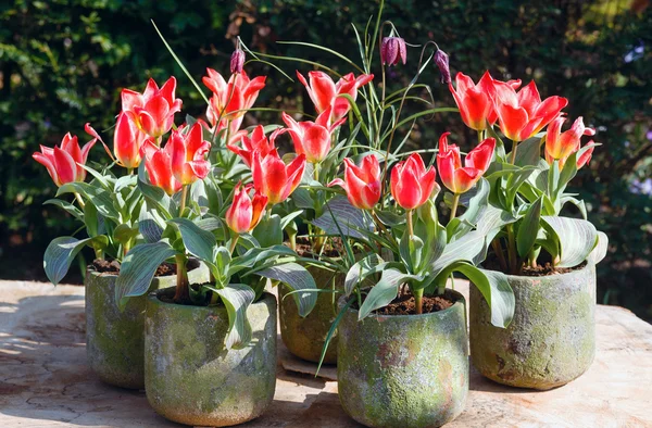 Schöne rot-weiße Tulpen. — Stockfoto