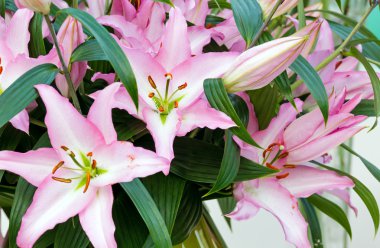 Amaryllis Belladonnas pink flowers. clipart