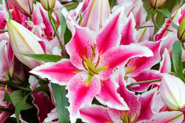 Amaryllis çiçekler.